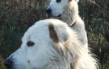 Arcadia Emme Viaggi srl11