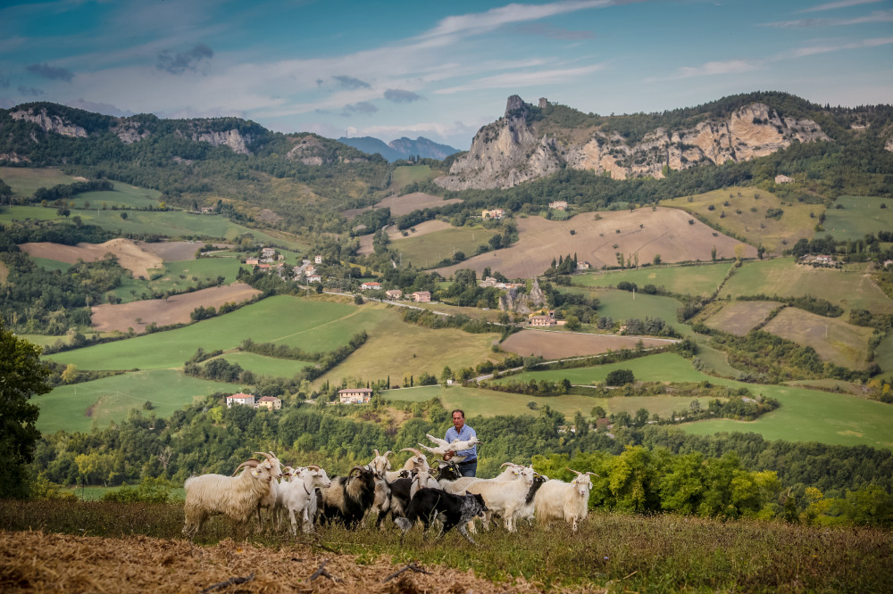 San Leo Cashmere: Grazing with the Shepherd
