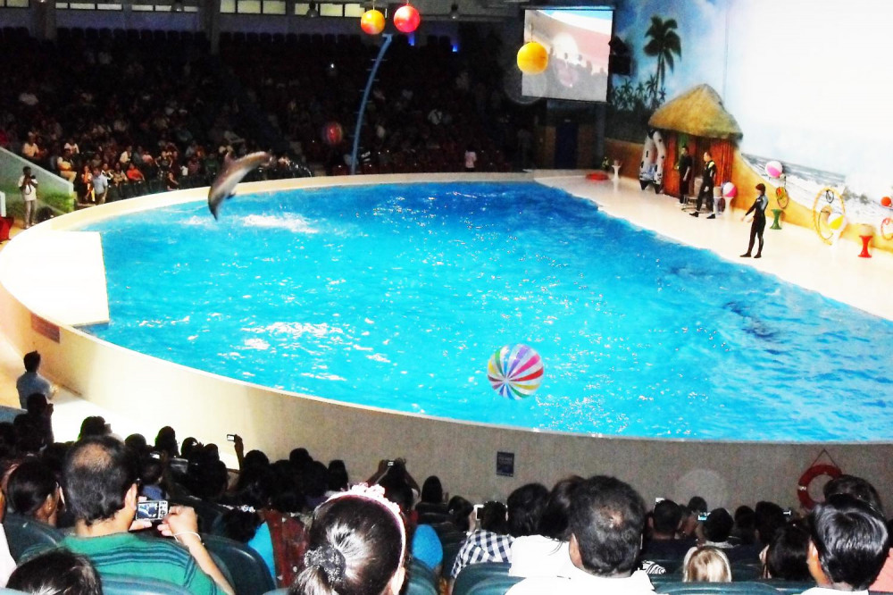 Dolphin & Seal Show VIP Ticket