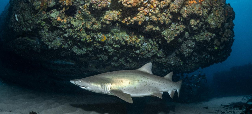 Guided Bushrangers Bay
