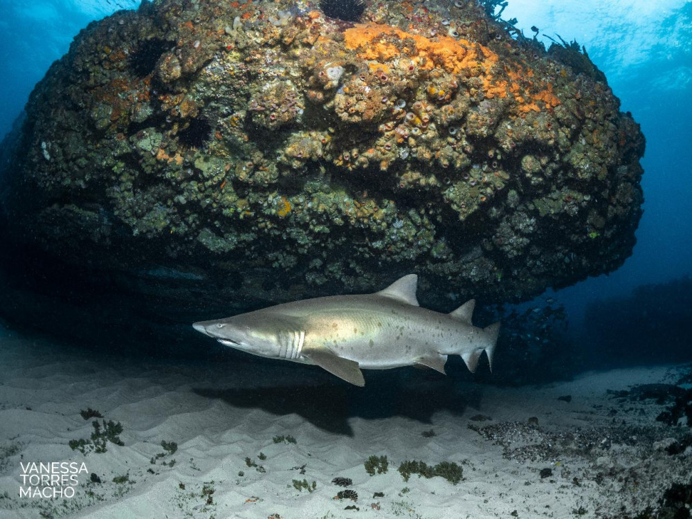 Guided Bushrangers Bay