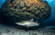 Dive Centre Bondi1