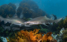 Dive Centre Bondi2