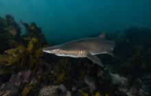 Dive Centre Bondi4