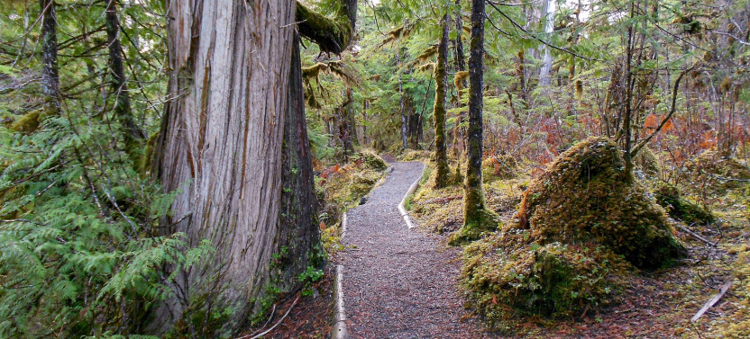 Ketchikan Magical Old-Growth Creek Trek