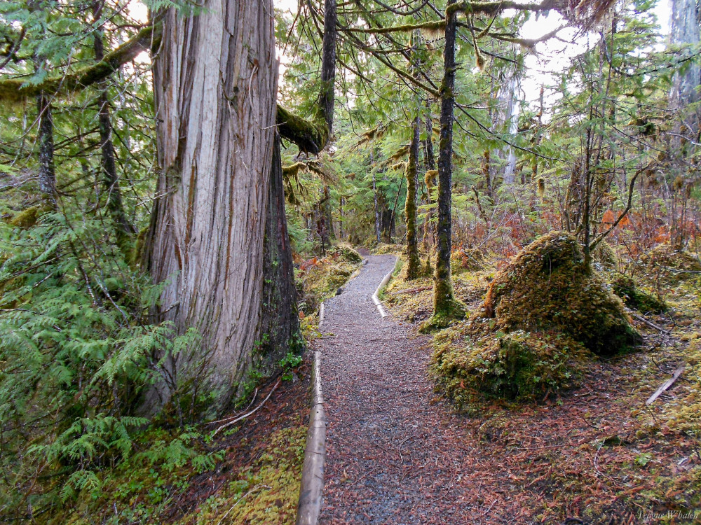 Ketchikan Magical Old-Growth Creek Trek