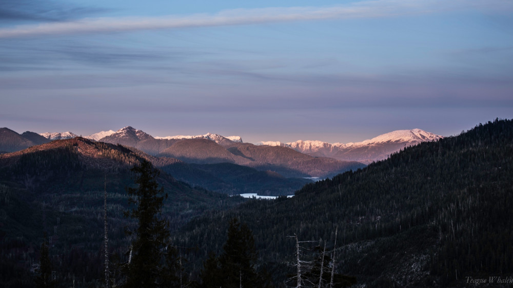 Tongass Teague LLC