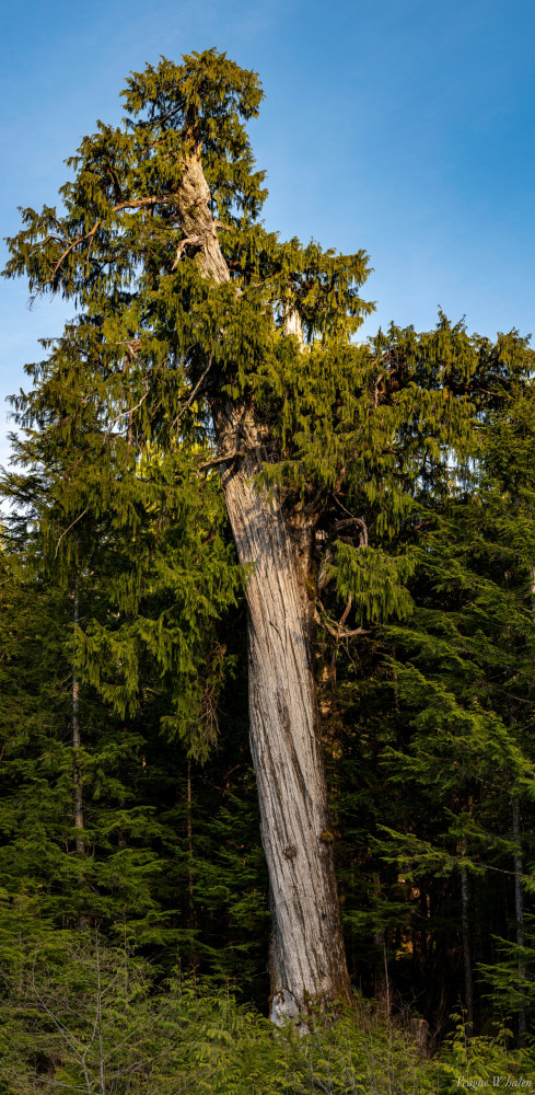 Tongass Teague LLC