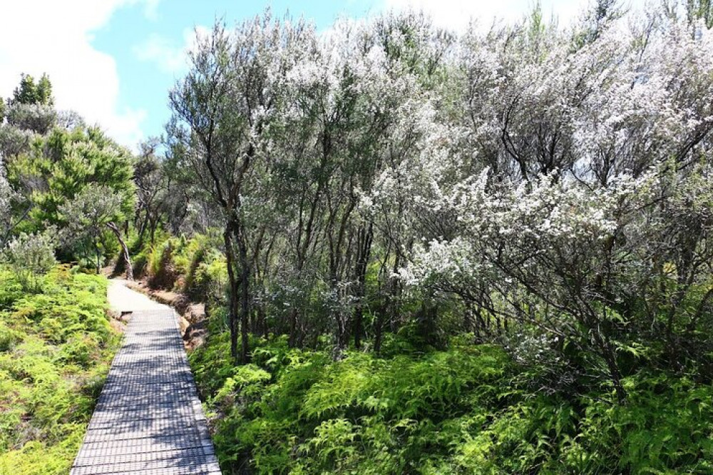 Great Barrier: Private Kaitoke Hot Springs Soak and Walk