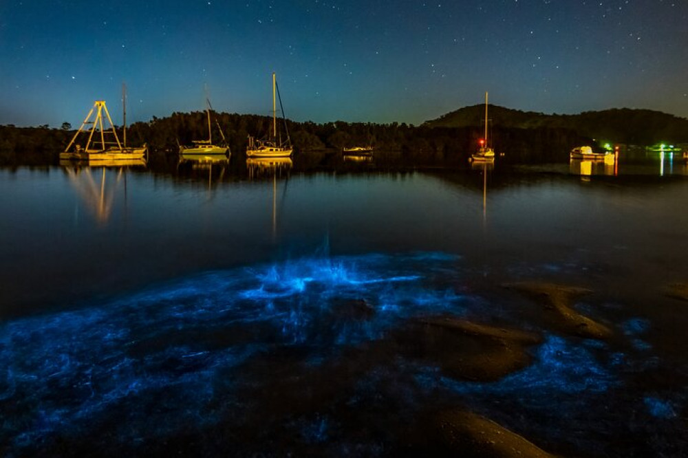 Auckland Bioluminescence Kayak Tour - Okura