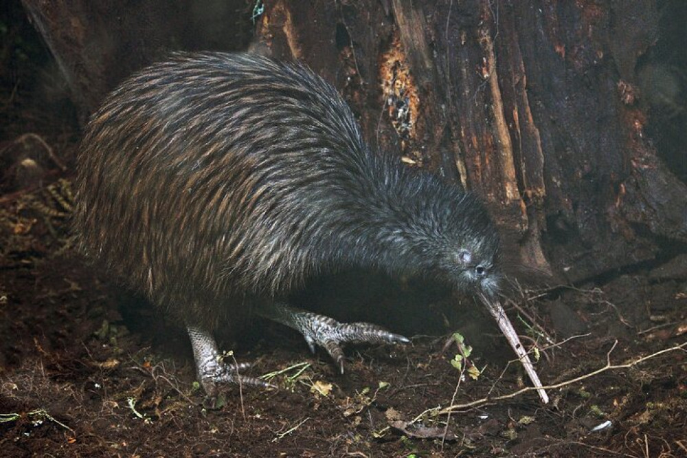 Nocturnal Wonders Tawharanui Kiwi Spotting and Stargazing Tour