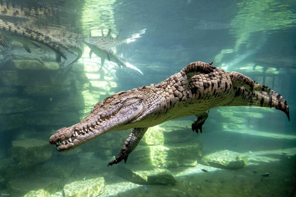 Crocodile Park