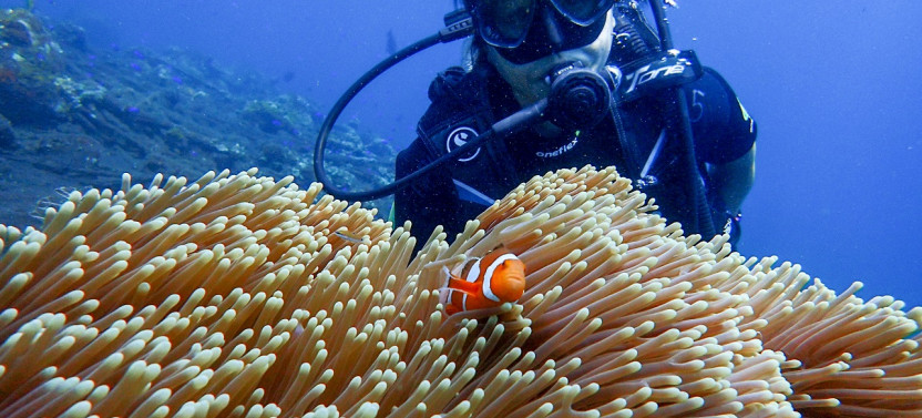 Private Tulamben Fun Dive For Certified Diver At Shipwreck And Coral Garden