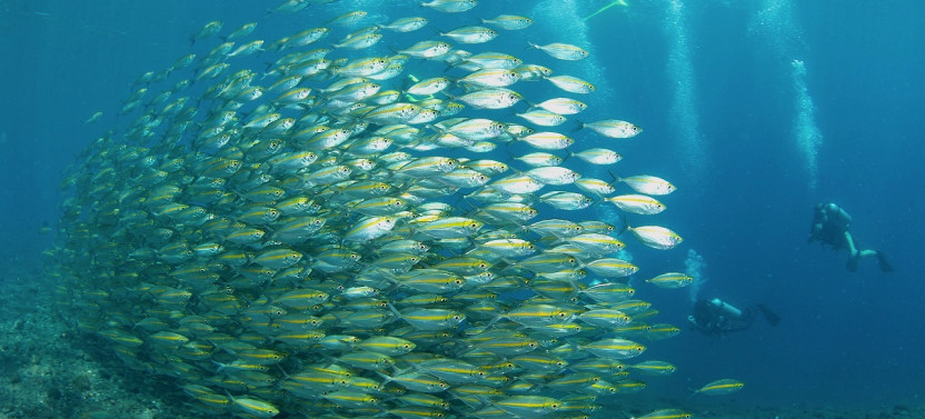 Private Tulamben Fun Dive For Certified Diver At Shipwreck And Coral Garden