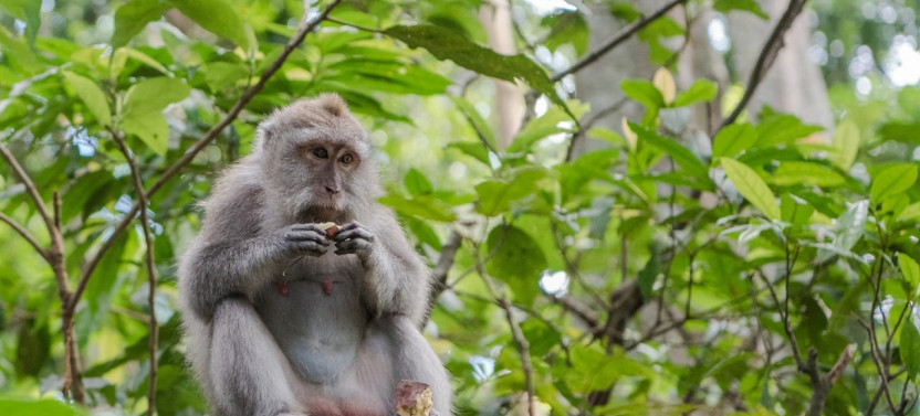 Full-day Bali Island Tour Including Mt Batur And Sacred Monkey Forest Sanctuary