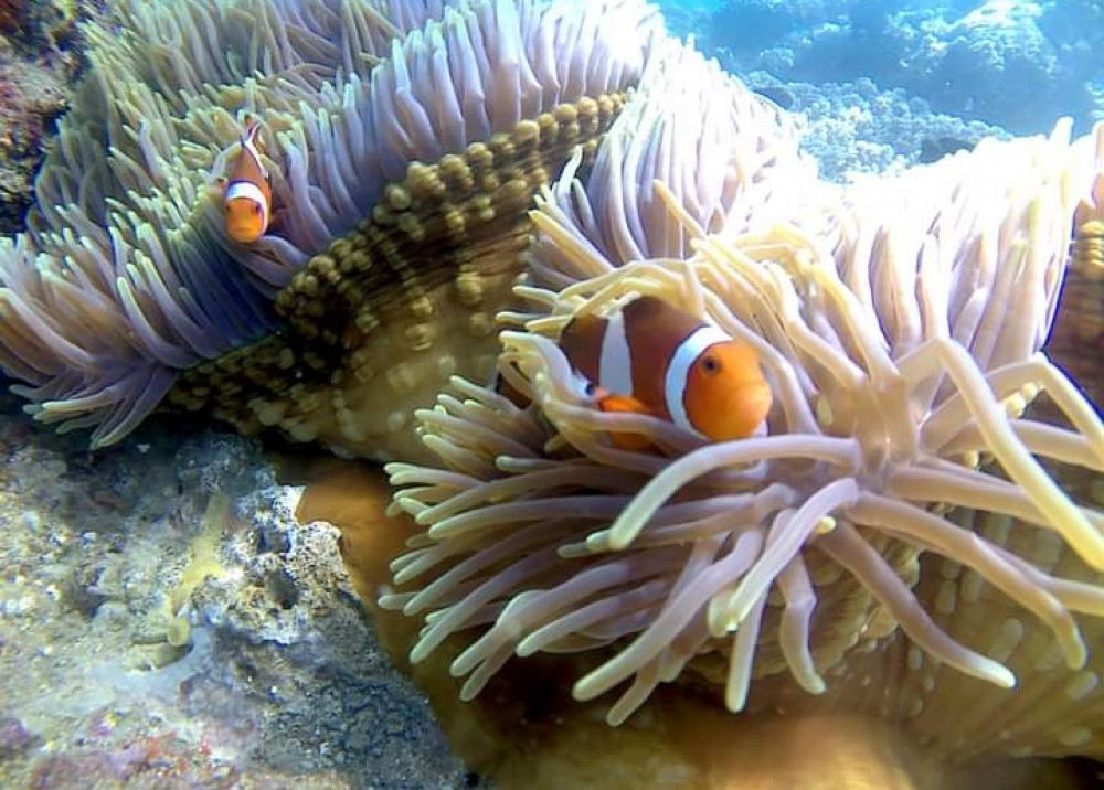 Instagram Highlights and Snorkeling Tour To East Bali