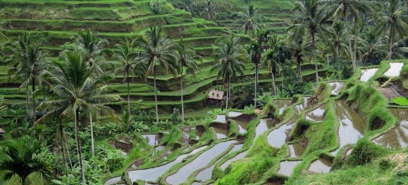 Highlight Ubud Temple Tour Including Waterfall