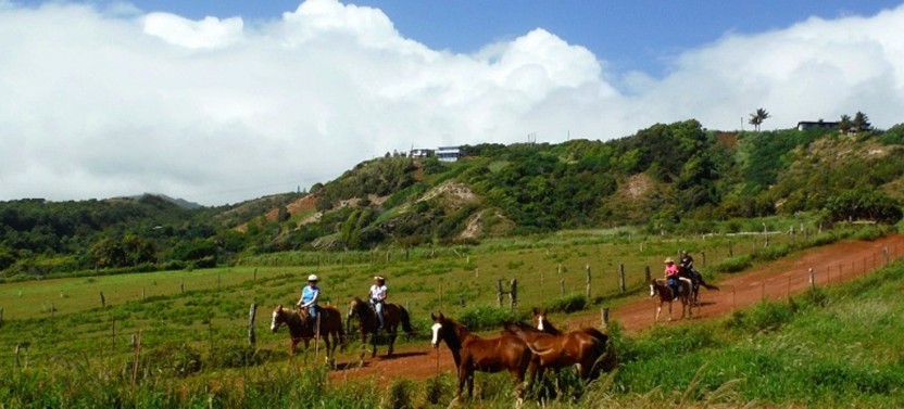 Aloha Oceanfront Horseback Ride - Morning