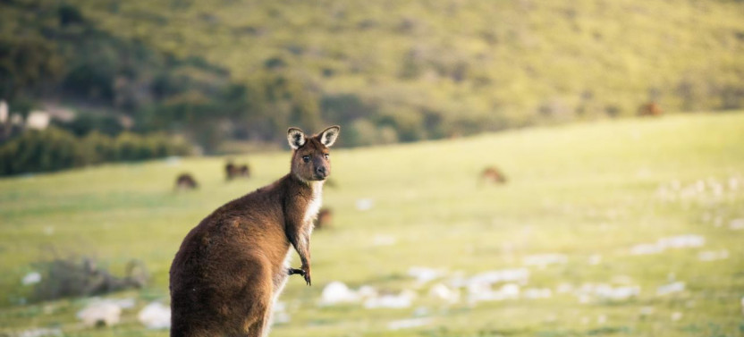 3 Day Kangaroo Island Adventure Tour