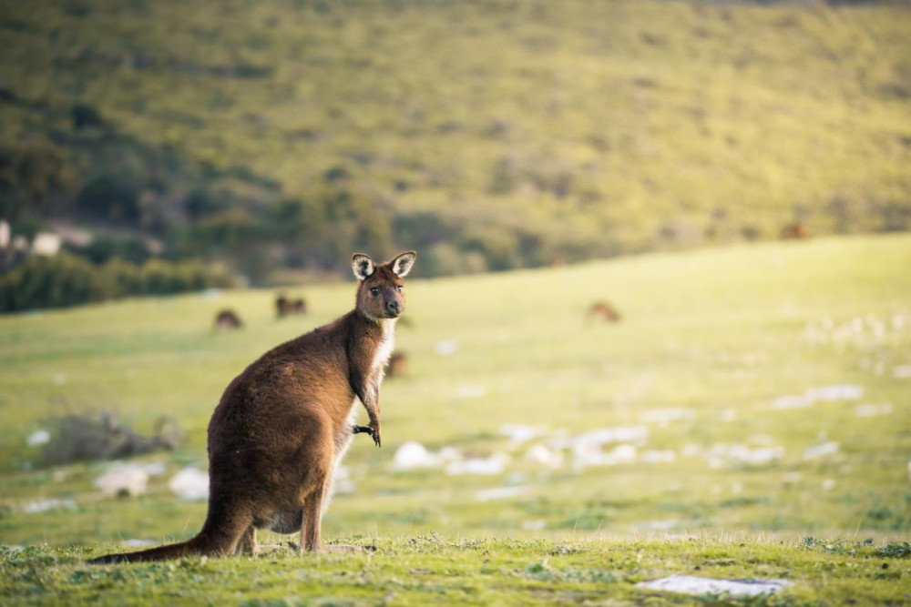 3 Day Kangaroo Island Adventure Tour