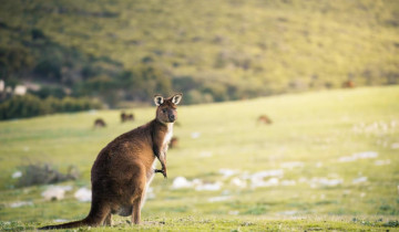 A picture of 3 Day Kangaroo Island Adventure Tour