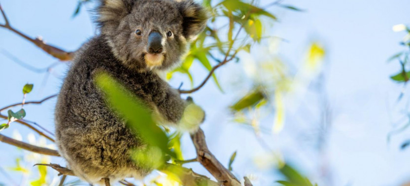 3 Day Kangaroo Island Adventure Tour