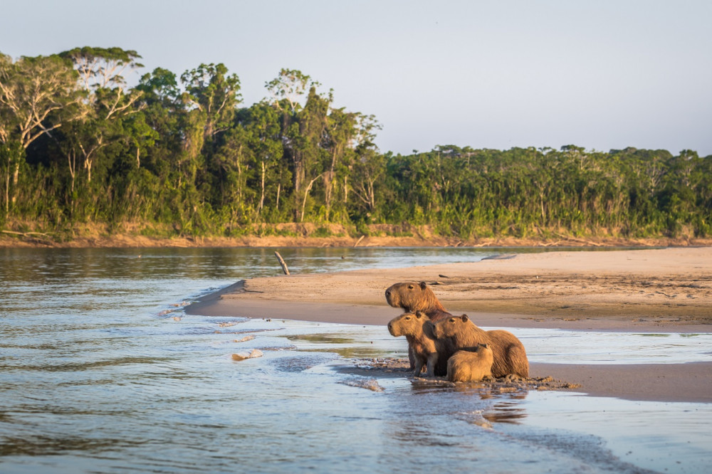3-Day Manu Rainforest Escape & Amazon Wildlife Adventure