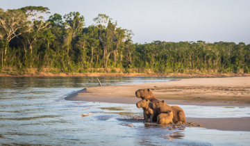 A picture of 3-Day Manu Rainforest Escape & Amazon Wildlife Adventure
