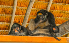 Izi Peru8