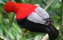 Izi Peru9