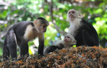 Izi Peru5