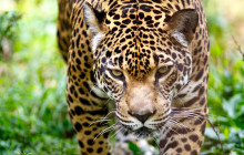Izi Peru6