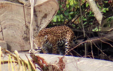 Izi Peru12