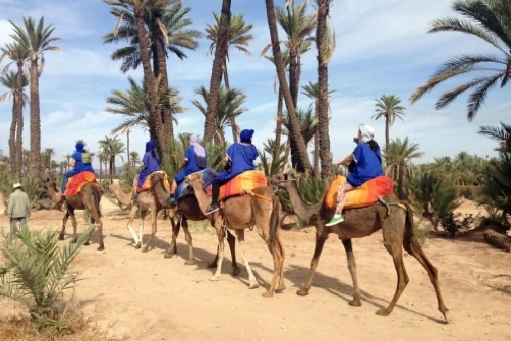 Marrakech Palmeraie: Camel Ride at Sunset