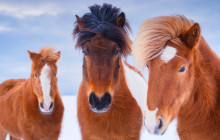 Saga Travel / GeoIceland Tours2