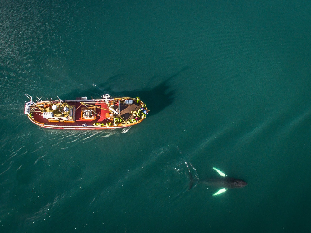 Arctic Coastline & Whale Watching