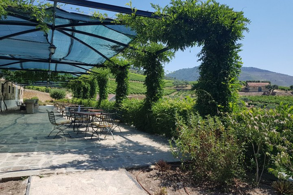 Douro Valley for Wine Lovers with Visit to 3 Vineyards & Lunch at a Winery