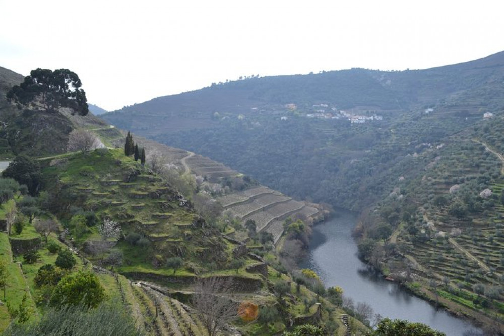 Douro Valley Wine Tour: Visit Three Vineyards, Wine Tastings & Lunch