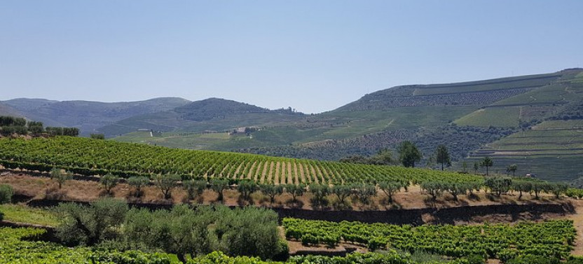 Douro Valley Tour With Visit to Two Vineyards, River Cruise & Lunch