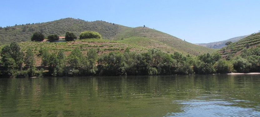 Douro Valley Tour With Visit to Two Vineyards, River Cruise & Lunch