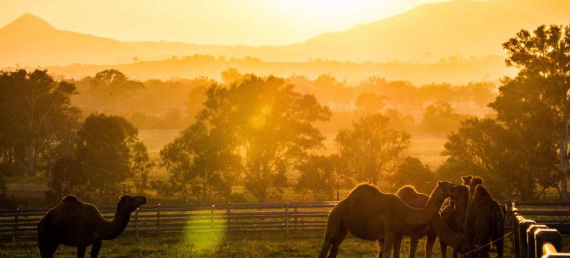 Outback Camel Farm Tour and Tasting - Private Tour