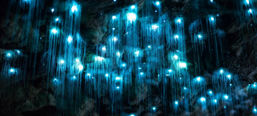 Hop on Hop off Day Pass + Glow Worm Tour w/ Brisbane Pickup