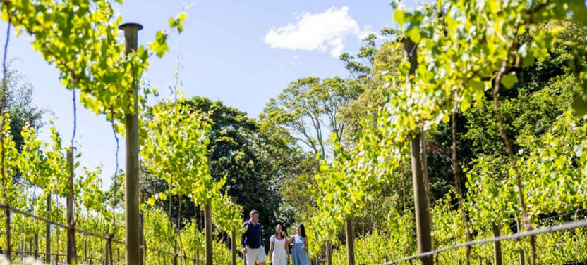 Premium Full Day Mount Tamborine Winery Tour w/ Gold Coast Pickup
