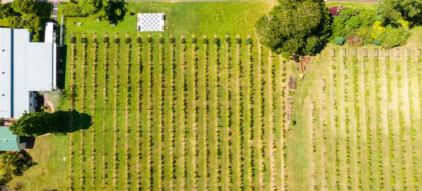 Premium Full Day Mount Tamborine Winery Tour w/ Gold Coast Pickup