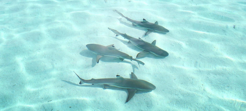 Lagoon Snorkeling Tour