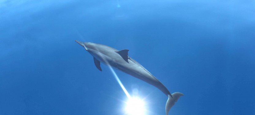Lagoon Snorkeling Tour