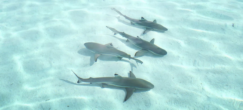Private Lagoon Snorkeling Tour