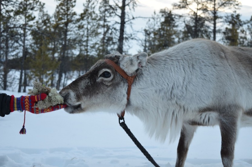 Sami Life