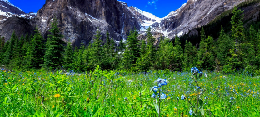 Golden Sky Bridge & Yoho National Park Thrilling Private Day Tour