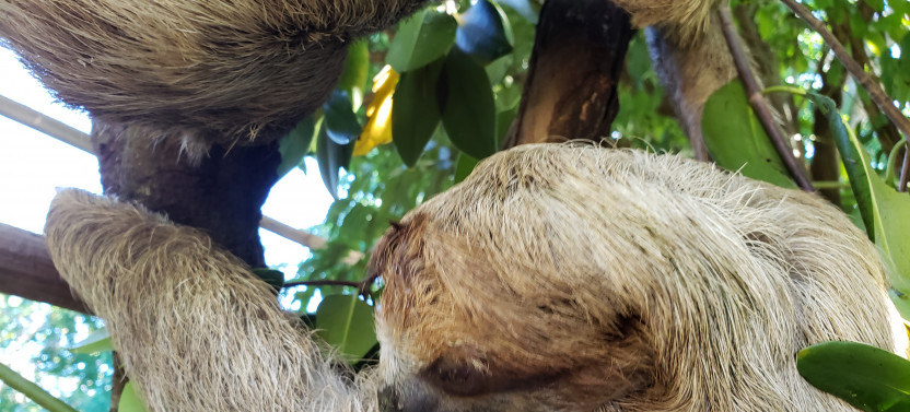 Monkey & Sloth Eco Park West Bay Beach or Snorkel